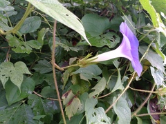 Ipomoea nil