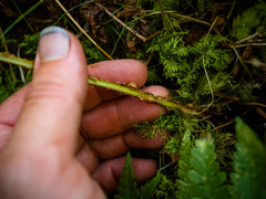 Dryopteris × boottii