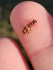 Cymatodera undulata