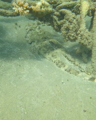 Papilloculiceps longiceps