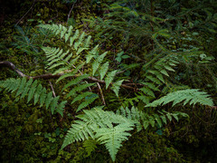 Dryopteris × boottii