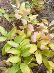 Polygonatum