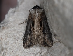 Agrotis venerabilis