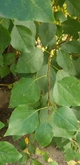 Populus laurifolia