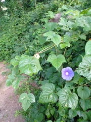 Ipomoea nil