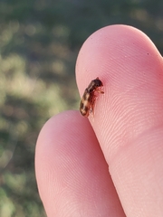 Cymatodera undulata