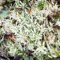 Sphagnum magellanicum