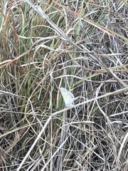 Hemiargus ceraunus