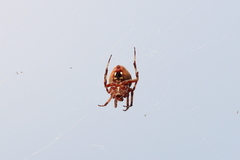 Neoscona