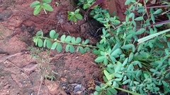 Chamaecrista rotundifolia