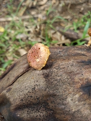 Gymnopilus