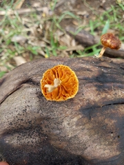 Gymnopilus