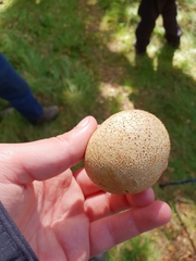 Scleroderma citrinum