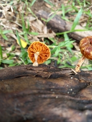 Gymnopilus