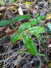 Hylotelephium maximum maximum