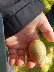 Scleroderma citrinum