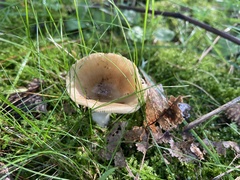 Ampulloclitocybe clavipes