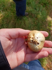 Scleroderma citrinum