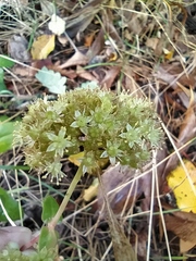 Hylotelephium maximum maximum