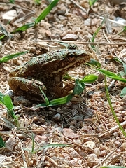 Pelophylax bedriagae