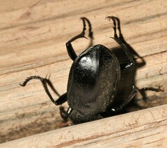 Calosoma marginale