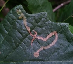 Cameraria tubiferella