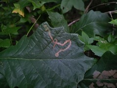 Cameraria tubiferella