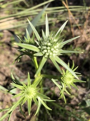 Eryngium pinnatifidum
