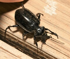 Calosoma marginale