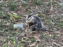 Didelphis albiventris