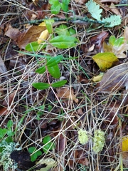 Hylotelephium maximum maximum