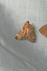 Hypsopygia intermedialis