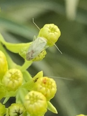 Taylorilygus apicalis