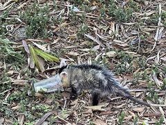 Didelphis albiventris