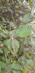 Alnus incana