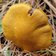 Cortinarius semisanguineus