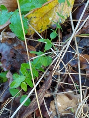 Cruciata glabra