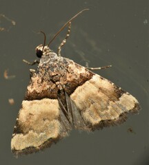 Cobubatha lixiva