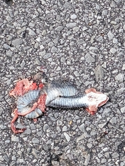 Coluber constrictor priapus