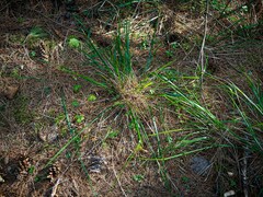 Oryzopsis asperifolia
