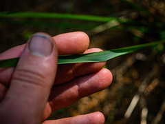 Oryzopsis asperifolia