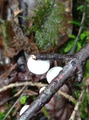 Crepidotus variabilis