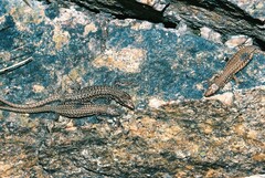 Podarcis liolepis