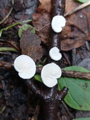 Crepidotus variabilis