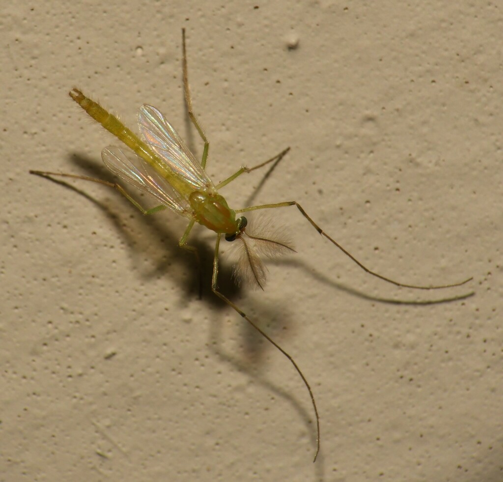 Goeldichironomus holoprasinus