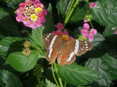Anartia fatima colima