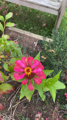 Zinnia elegans