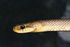 Zamenis longissimus
