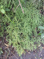 Lycopodium volubile