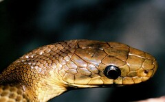 Zamenis longissimus